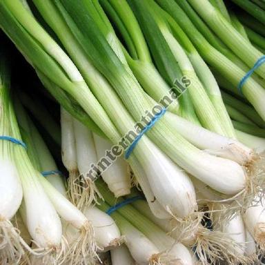 Healthy and Natural Fresh Green Onion