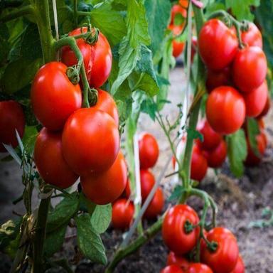 Round A Grade Fresh Tomatoes