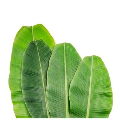 Green Banana Leaf (Green Color)
