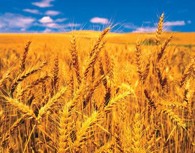 Hard Organic Golden Wheat