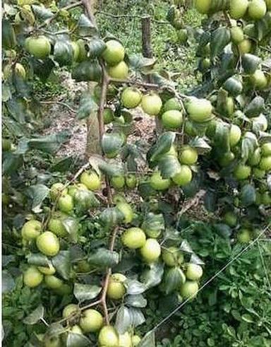 ग्रीन थाई एप्पल बेर के पौधे