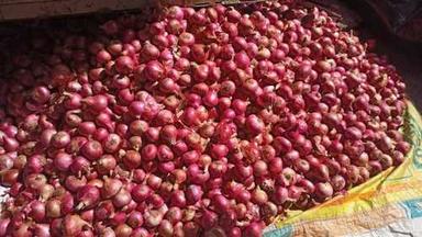 Natural Red Color Nashik Onion