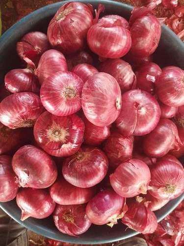 Fresh Red Raw Onion Moisture (%): 100%