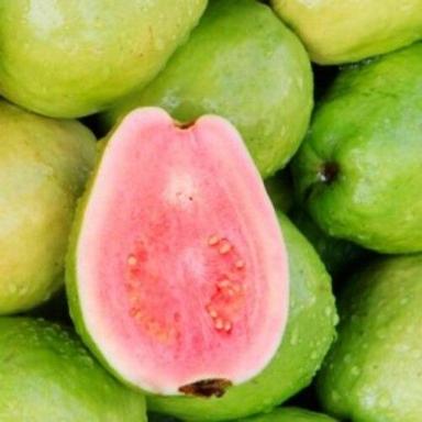 Healthy And Natural Organic Fresh Guava Origin: India