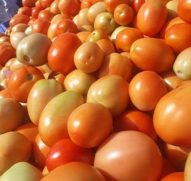 Round Healthy And Natural Fresh Organic Tomato