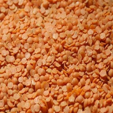Healthy And Natural Gunwanti Red Lentils Grain Size: Standard