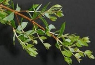 Brown Lawsonia Alba Henna Leaf Extract Powder