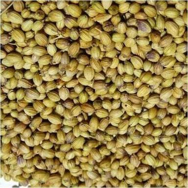 Brown Coriander Seeds Dried And Best Indian Products