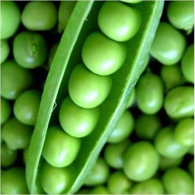 Round Fresh Big Size Organic A Grade Green Peas Organically Cultivated