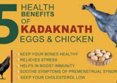 Black Kadaknath Chicken For Forming