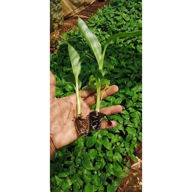 Green Banana Tissue Culture Plants