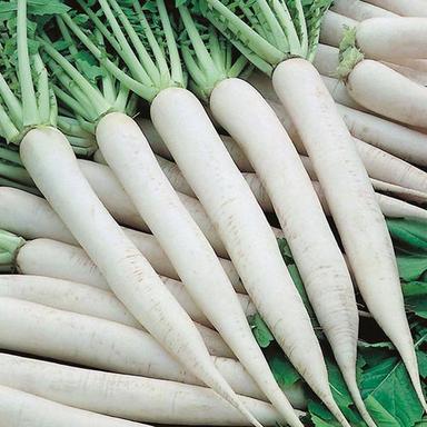 Healthy And Natural Organic Fresh Radish Moisture (%): 10%