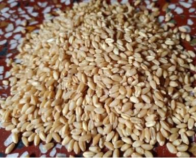 Organic Healthy Sharbati Wheat Grade: Superior