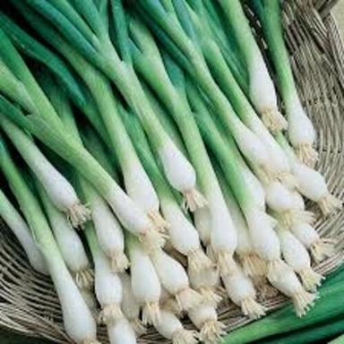 Healthy And Natural Organic Fresh Green Onion Shelf Life: 1 Months