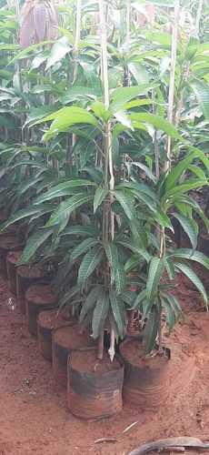 Green Enchanting Appearance Mango Plant