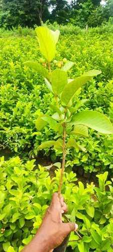 Green Taiwan Pink Plant (Guava Plant)