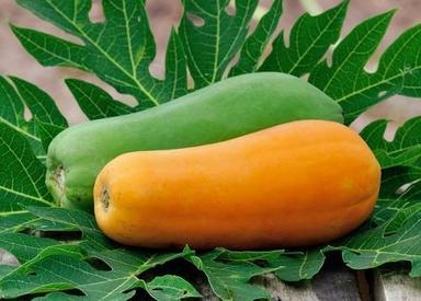Green Organic Fresh Papaya Fruits