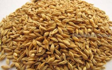 Brown Dried Natural And Healthy Hulled Barley Seeds