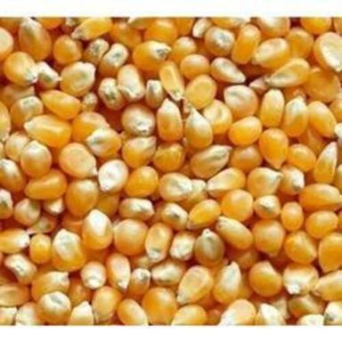 Vitamin B-6 5% Magnesium 9% Iron 2% Vitamin C 11% Healthy Yellow Corn Seeds Grade: Food Grade