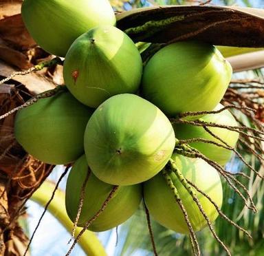 Whole Water Content 90-95% Total Carbohydrate 3.7 Mg Per 100 G Organic Green Tender Coconuts