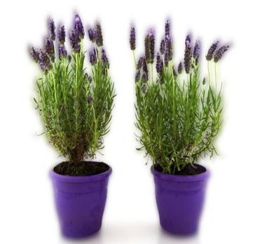 Superior Quality Natural Herb Lavander Plant With Pot Medicinal Plant For Multi Health Benefits