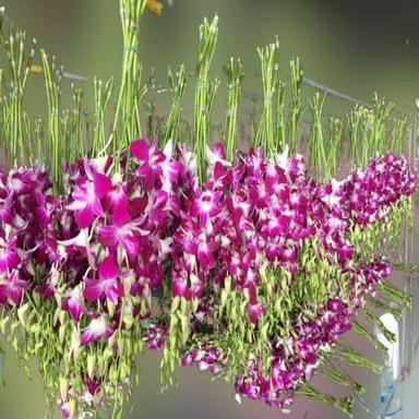  जैविक खेती से उत्पादित प्राकृतिक और ताजे कटे हुए ऑर्किड फूल शेल्फ लाइफ: 7 से 10 दिन