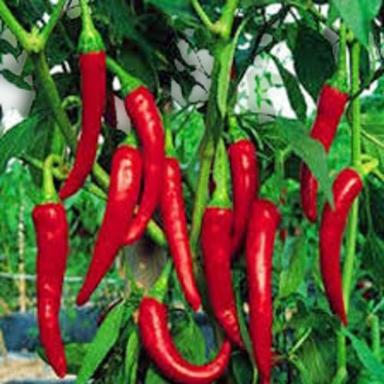 Nature Fresh Hand Picked Organically Produced Long Size Clean Whole Red Chilli Grade: Food Grade