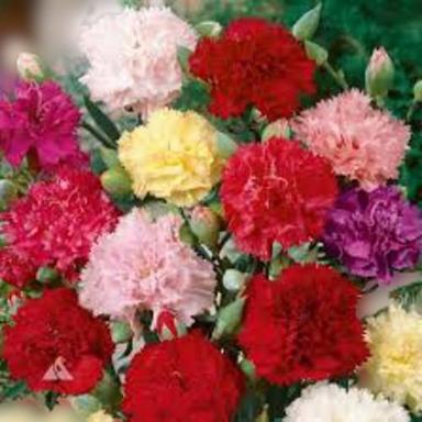 Organic And Natural Multicolor Attractive Indian Fresh Carnation Flowers Shelf Life: 1 To 2 Week
