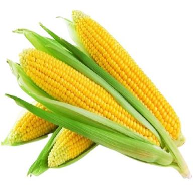 Organic Superior Grade Naturally Cultivated Long Size Milky Fresh A Grade Whole Yellow Maize
