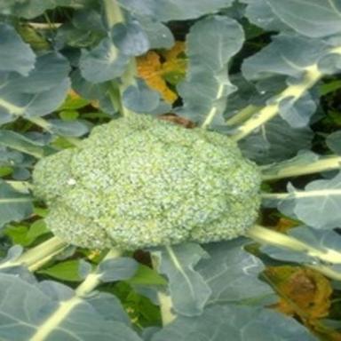 Multicolor Apeda Certified Maturity 90% Natural And Healthy Fresh Green Broccoli