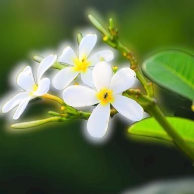 Natural Air Purifier And Having Other Health Beneficiary Fresh Natural Green Jasmin Flower With Plant Shelf Life: Remains In Field For 10 To 15 Years