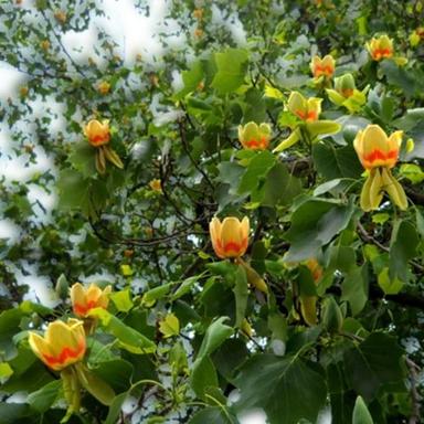 Natural Medicinal Multi Benefits Packed Attractive Organic Fresh Greenish Yellow Tulip Tree Shelf Life: More Than 100 Years
