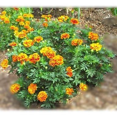 Single To Fully Double With Large Globular Heads Blooming Yellow Marigold Flower Plant