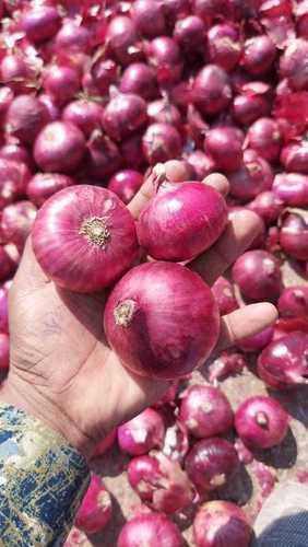 Preserved Medium Size Fresh Red Onion