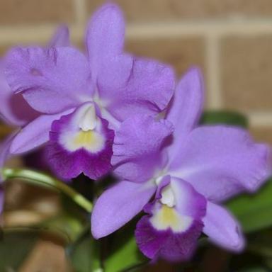 Naturally Cultivated Seedling Size Organic Purple Cattleya Orchid Flower Plant Shelf Life: 8 To 12 Week