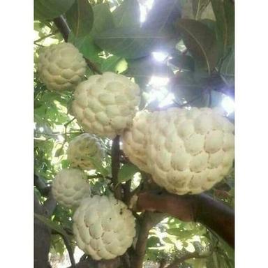 Fruit Excellent Quality Pure Naturally Cultivated Hybrid Sweet Delicious Golden Custard Apple Plant
