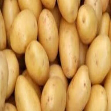 Round & Oval Good In Taste Mild Flavor Organic Fresh Potato Packed In Jute Bag