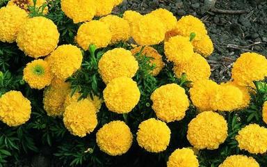 Natural Soft Maturity 100% Organic Fresh Yellow Marigold Flower Decoration Material: Ribbons