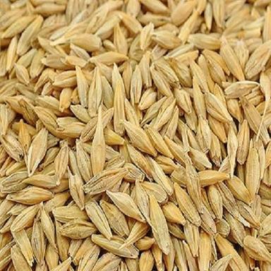 Brown-Yellow Natural Taste Gluten Free Healthy Brown Yellow Organic Barley Seeds