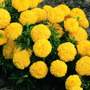 Soil Specific 6 Ph Natural Fresh Soft Marigold Yellow Flower Application: Lpg Gas Burners