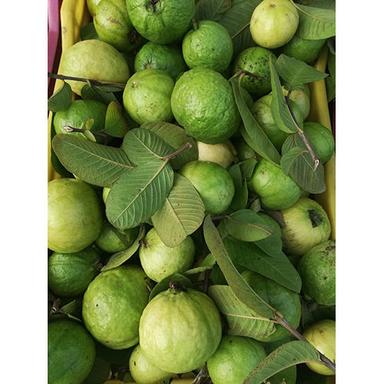 Organic Green Guavas
