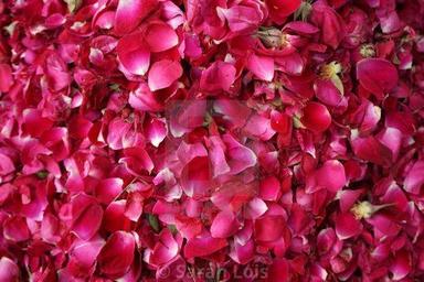 Red Dried Rose Petals Tea