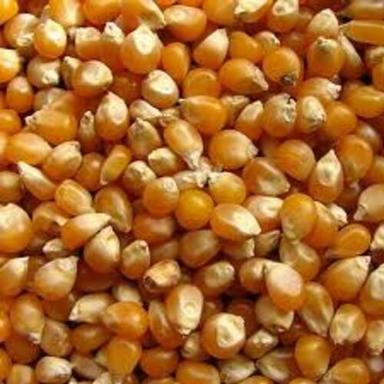 Nutritious Healthy Natural Taste Yellow Popcorn Kernel Seeds Grade: Food Grade