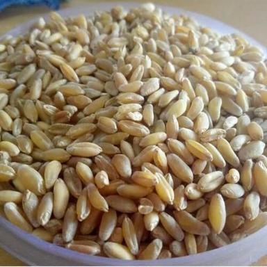 Broken Ratio 3-5% Natural Healthy Organic Brown Bansi Wheat Seeds Grade: Food Grade