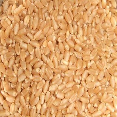 Healthy Natural Taste Organic Brown Sun Dried Milling Wheat Seeds Grade: Food Grade