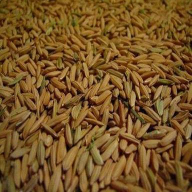 Moisture Below 14% Natural Healthy Organic Brown Katarni Paddy Rice Origin: India