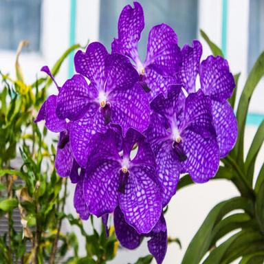 Purple Natural Soft Attractive Decorative Beautiful Fresh Orchid Flower