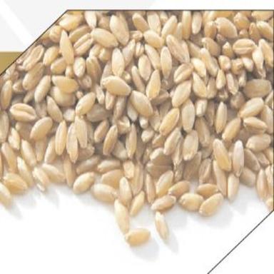 Moisture Max. 12% Healthy Natural Taste Brown Dried Sharbati Tukdi Wheat Broken (%): Max 3%