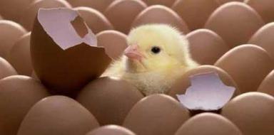 Human Consumption Hatching Eggs Egg Origin: Chicken