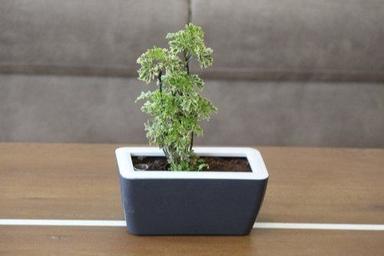 Various Colors Are Available Rectangular Shape Self Watering Planters
